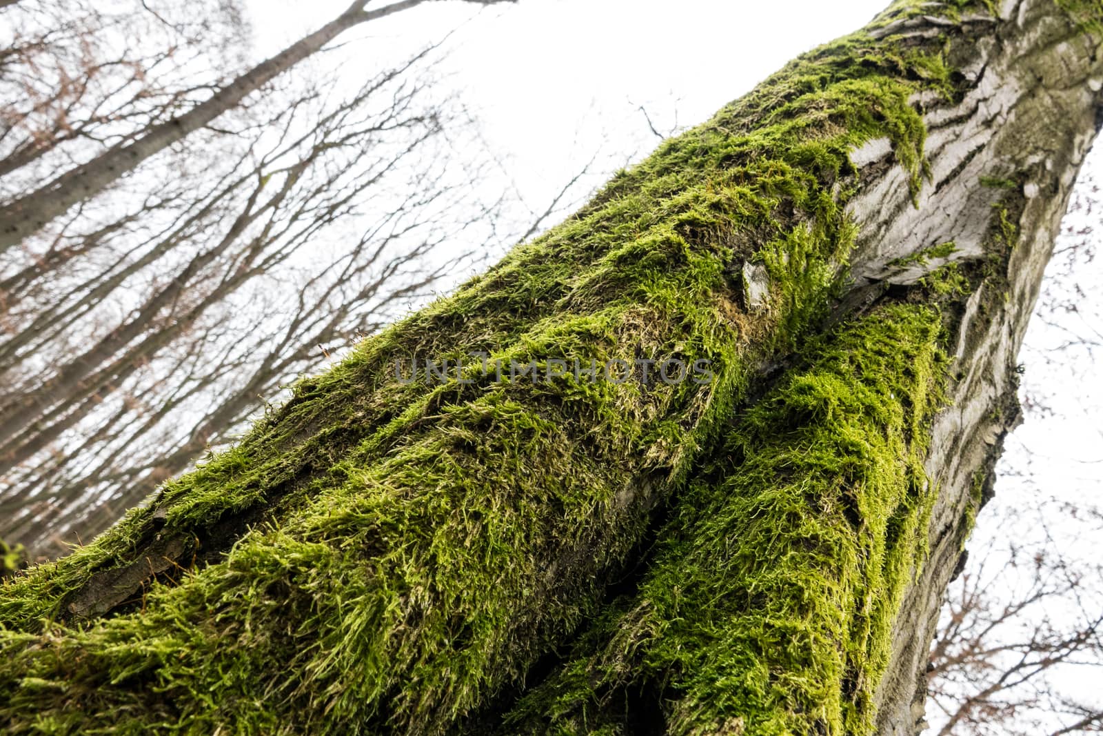 Moss grows on the darker side of trees