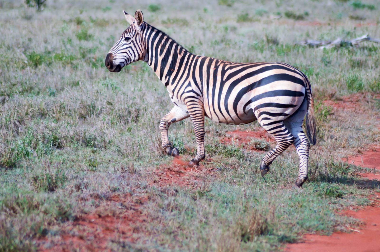 Zebra lying in the savanna  by Philou1000