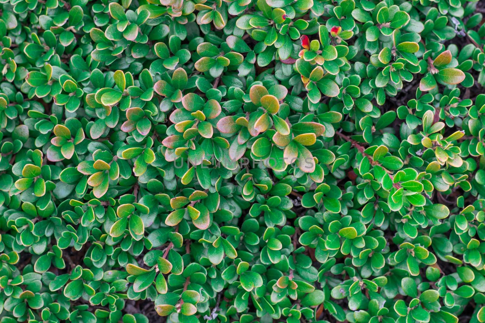 Bright textured background of natural green bootlick moss