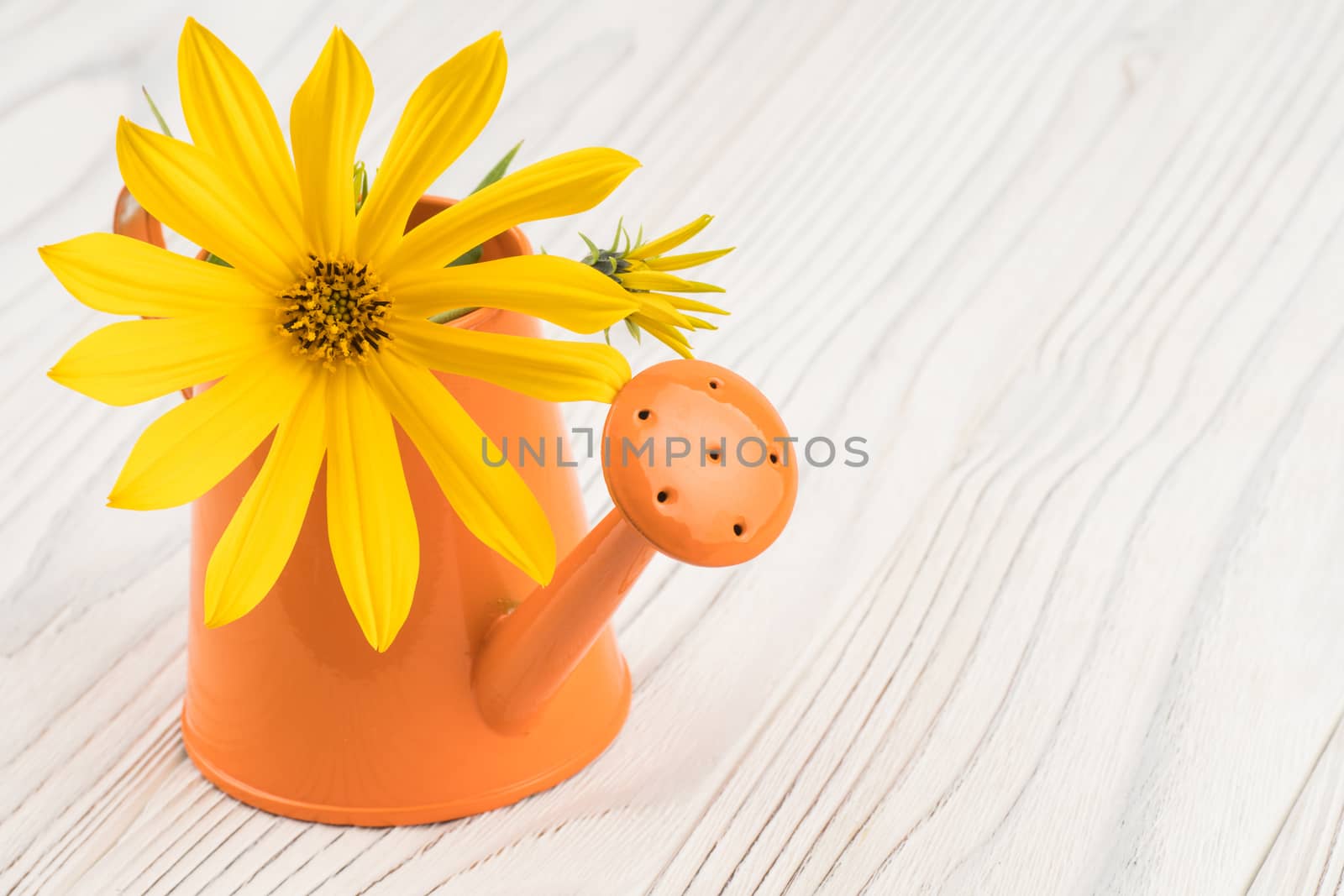 Yellow wild flower in a watering can on an old wooden table. Selective focus.