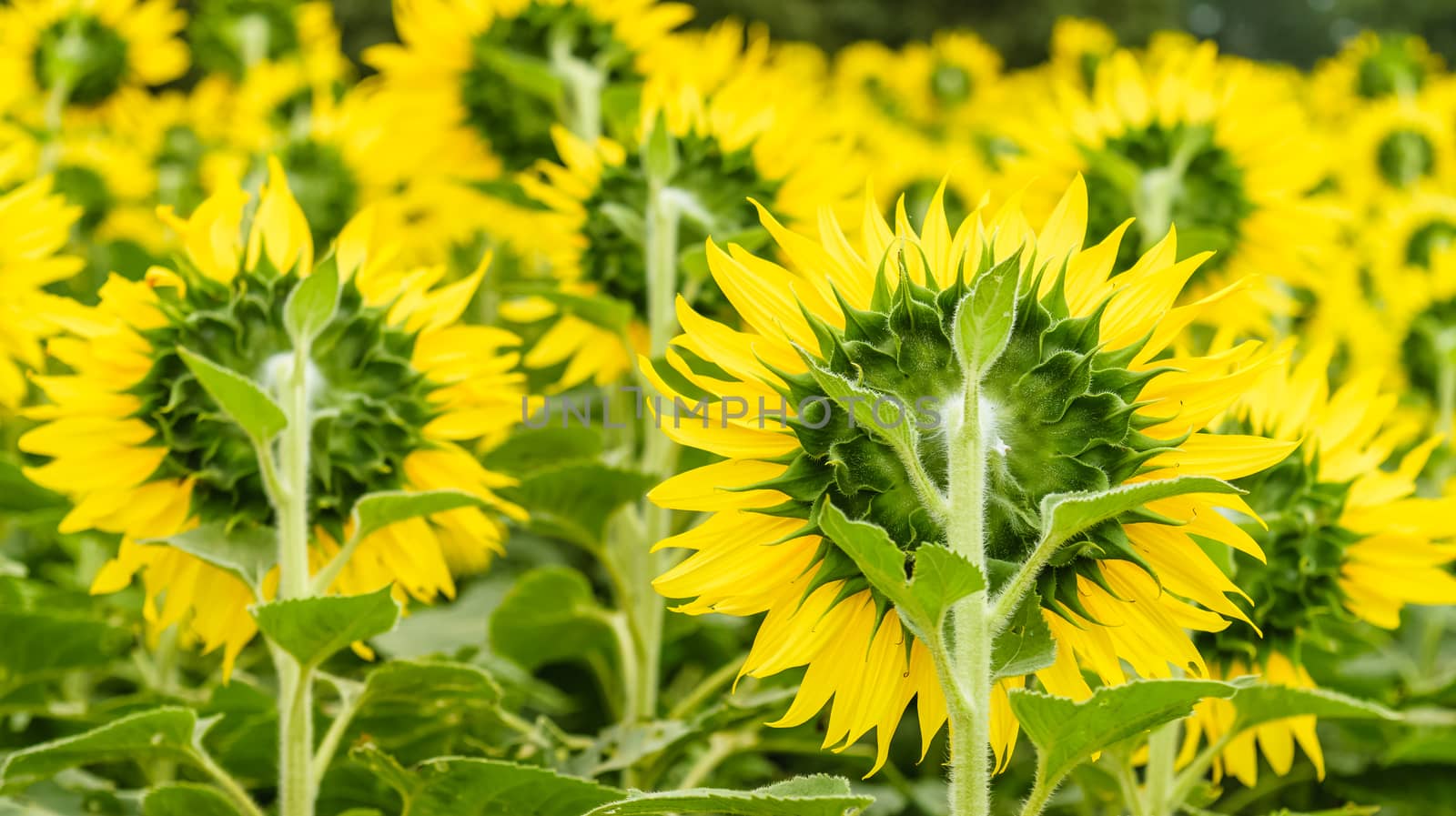 Beautiful yellow flower, sunflower in field plantation