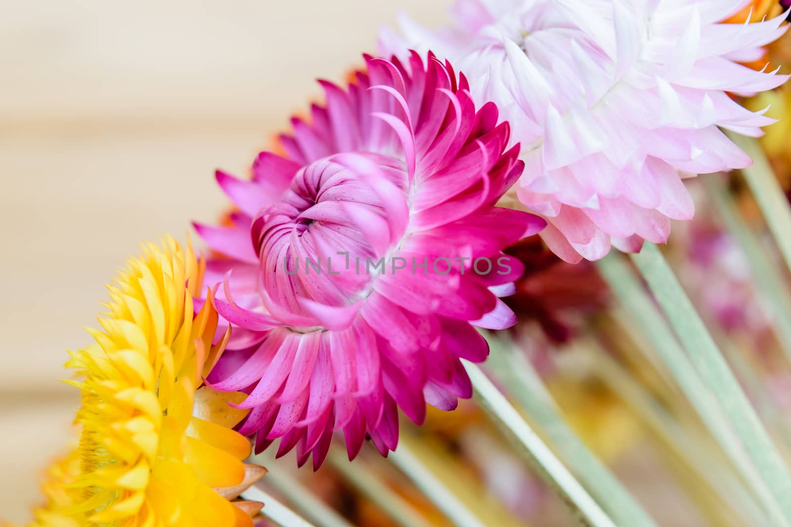 Beautiful strawflowers on wooden table