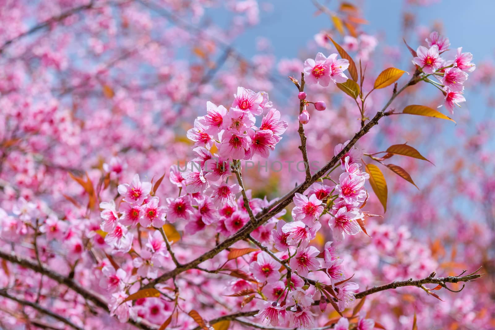 Sakura flowers blooming blossom in PhuLomLo Loei Province , Thailand