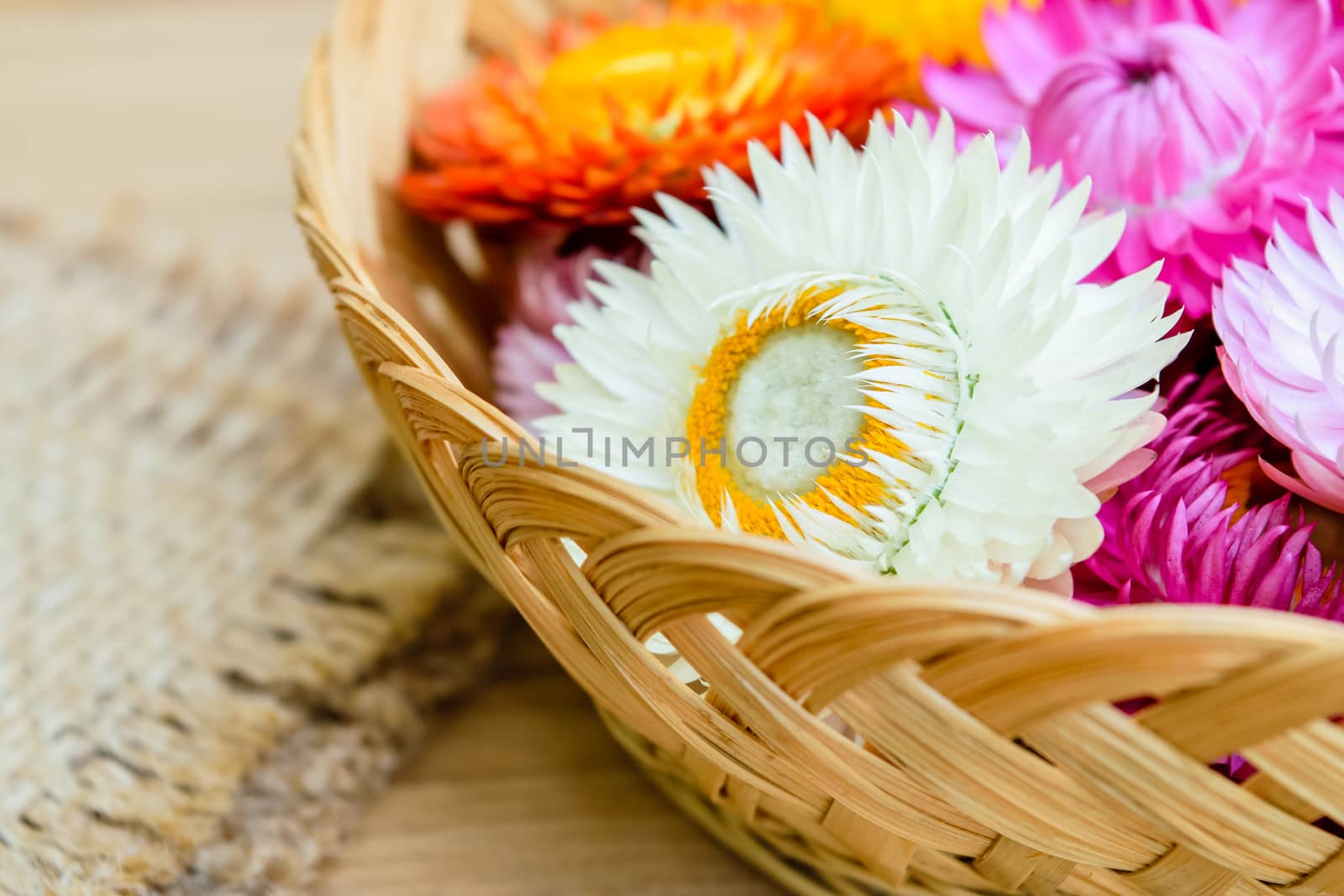 Beautiful strawflowers on wooden table