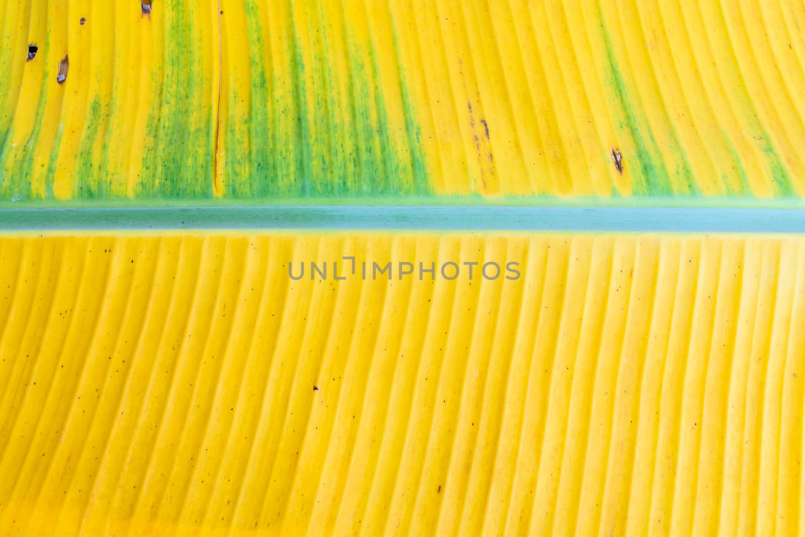 A banana leaf background with lines