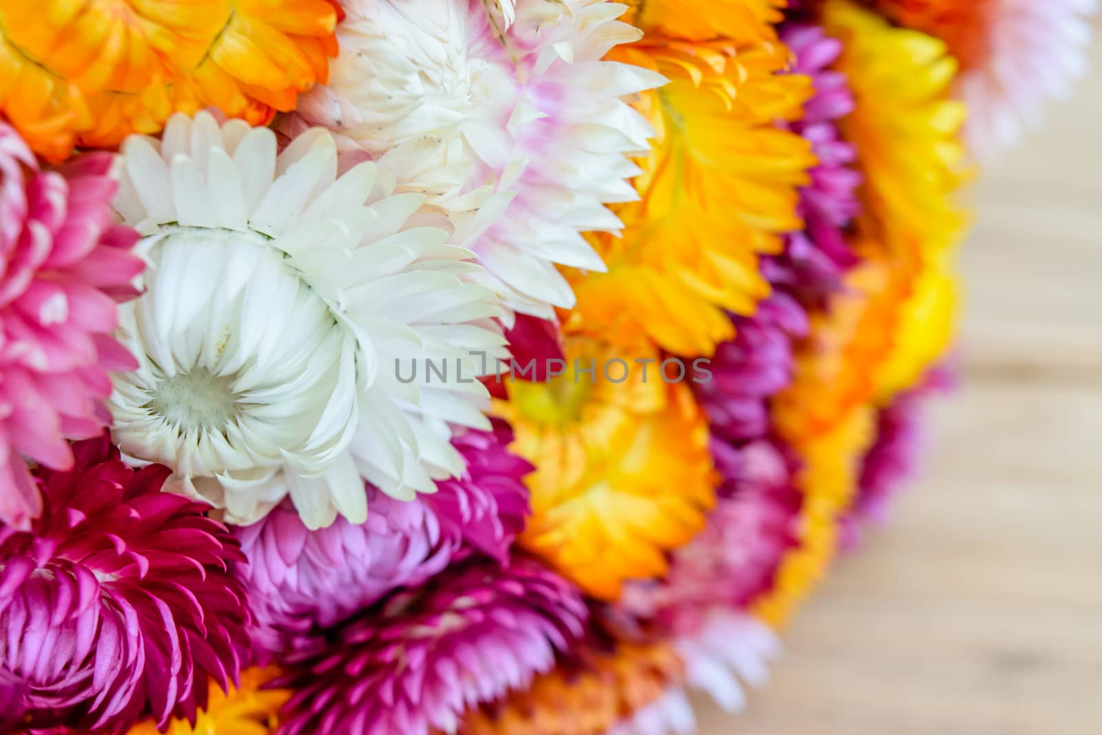 Beautiful strawflowers on wooden table by naramit