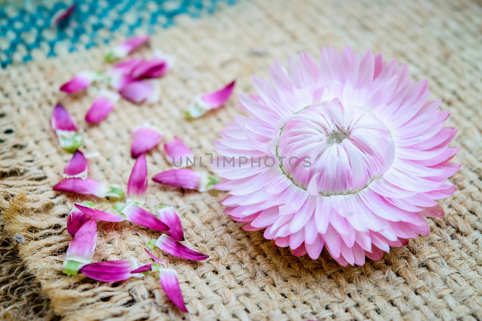 Beautiful strawflowers on wooden table by naramit