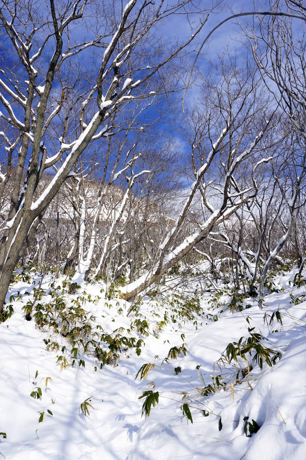 Snow in the forest Noboribetsu onsen snow winter  by polarbearstudio