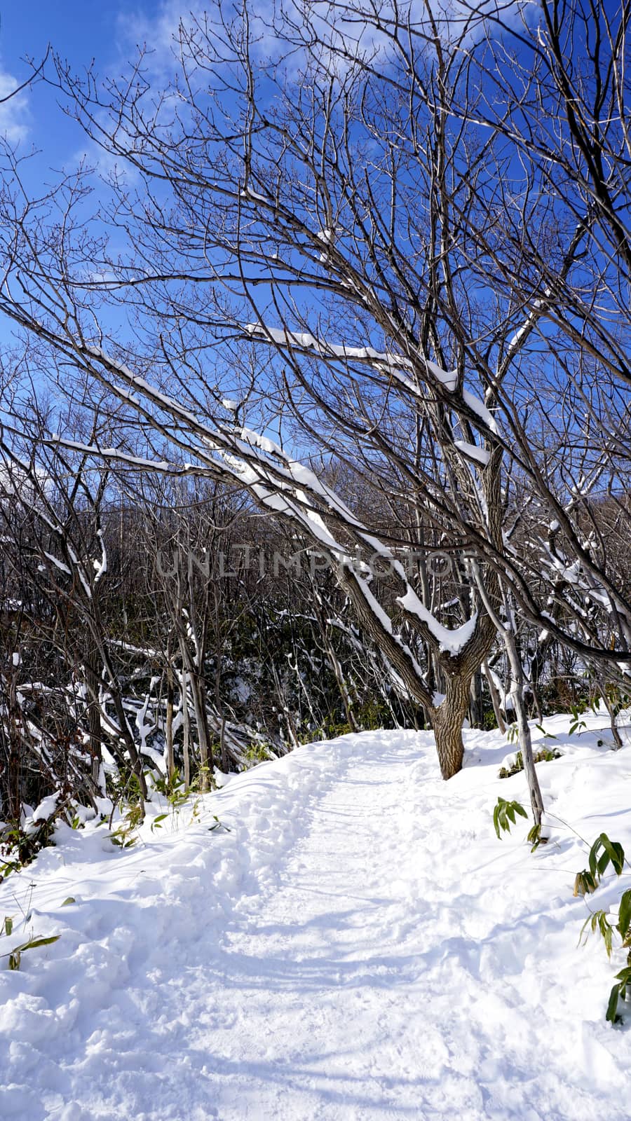 Snow and walkway in the forest Noboribetsu onsen snow winter national park in Jigokudani, Hokkaido, Japan
