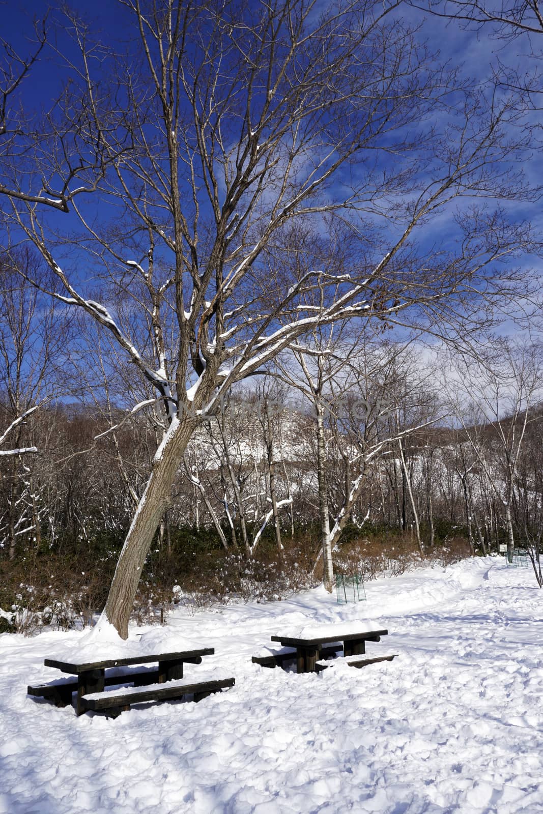 Snow and bench in the walkway forest Noboribetsu onsen  by polarbearstudio