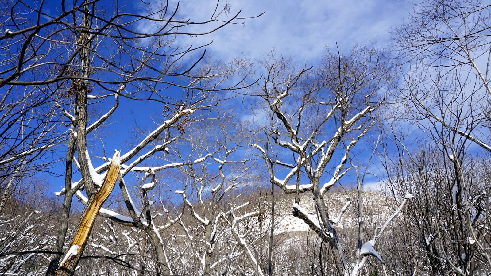 Snow and forest with bluesky Noboribetsu onsen  by polarbearstudio