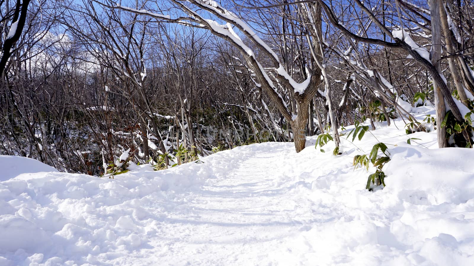 Snow and walkway in the forest Noboribetsu onsen snow winter par by polarbearstudio