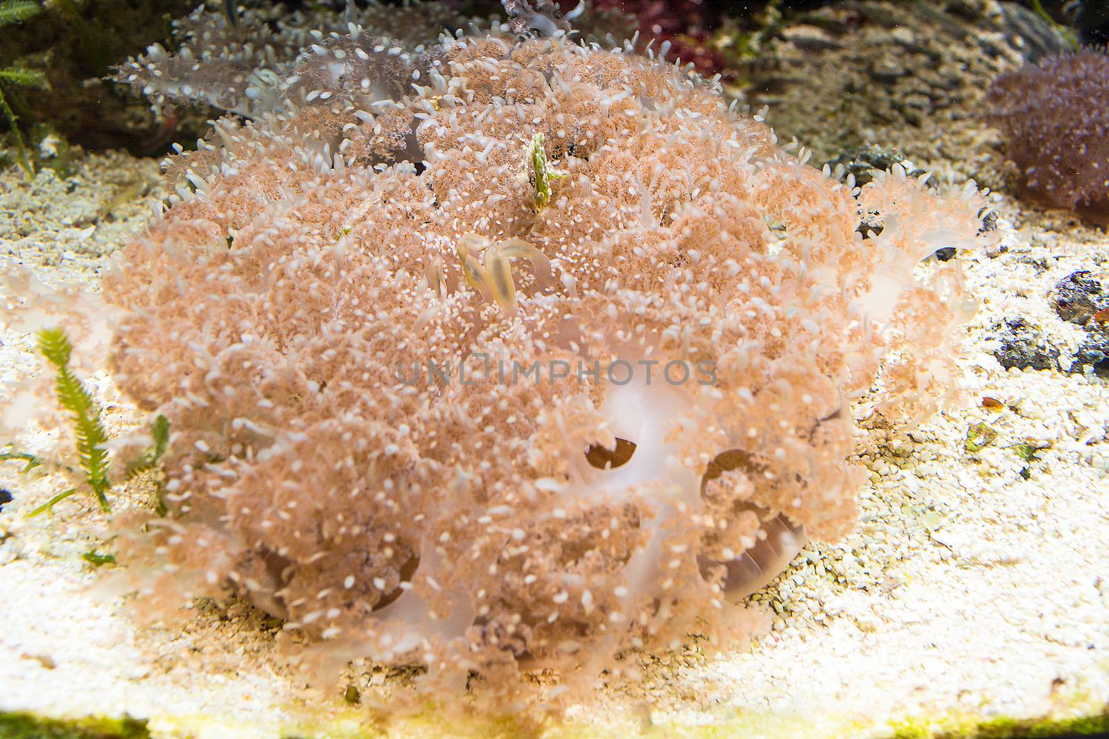 Tentacles of a pink sea anemone by JFsPic