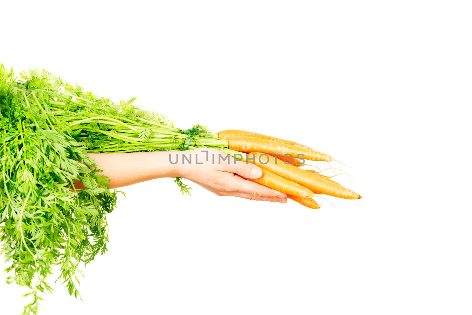 Carrot vegetable with leaves isolated on white background cutout in human hand