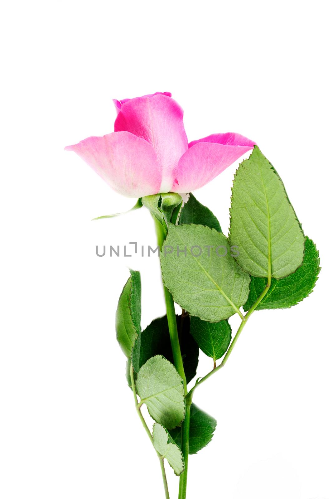 Pink rose isolated on white by Nanisimova