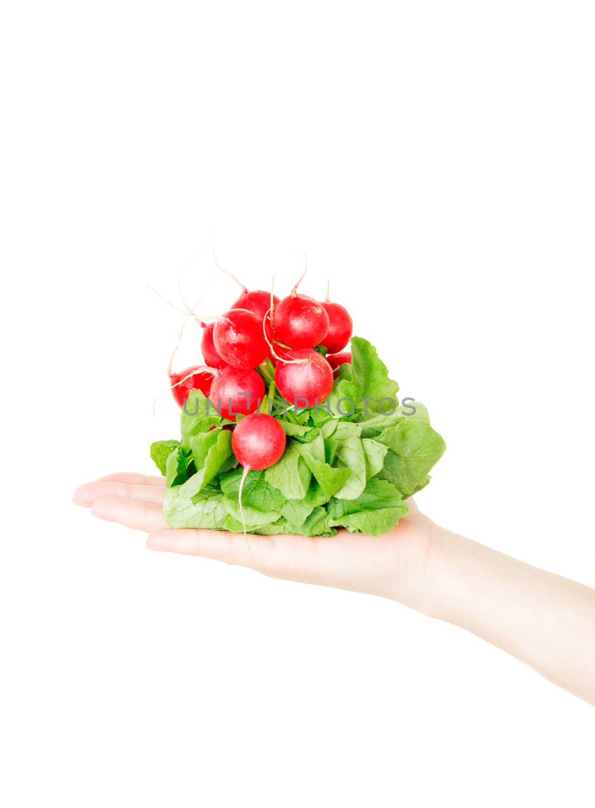 Red radish isolated on white in human hand by Nanisimova