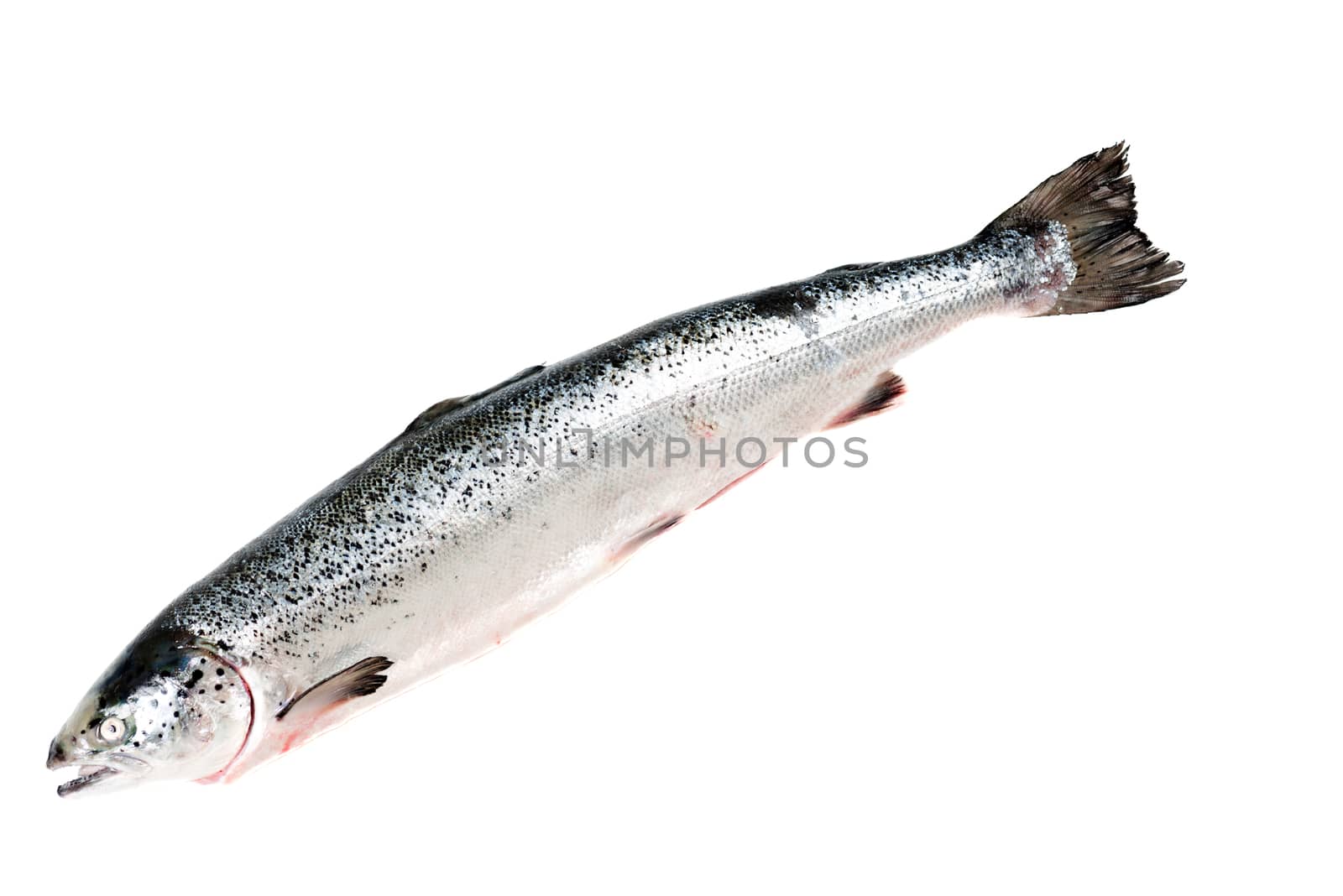 Sea trout isolated on white background