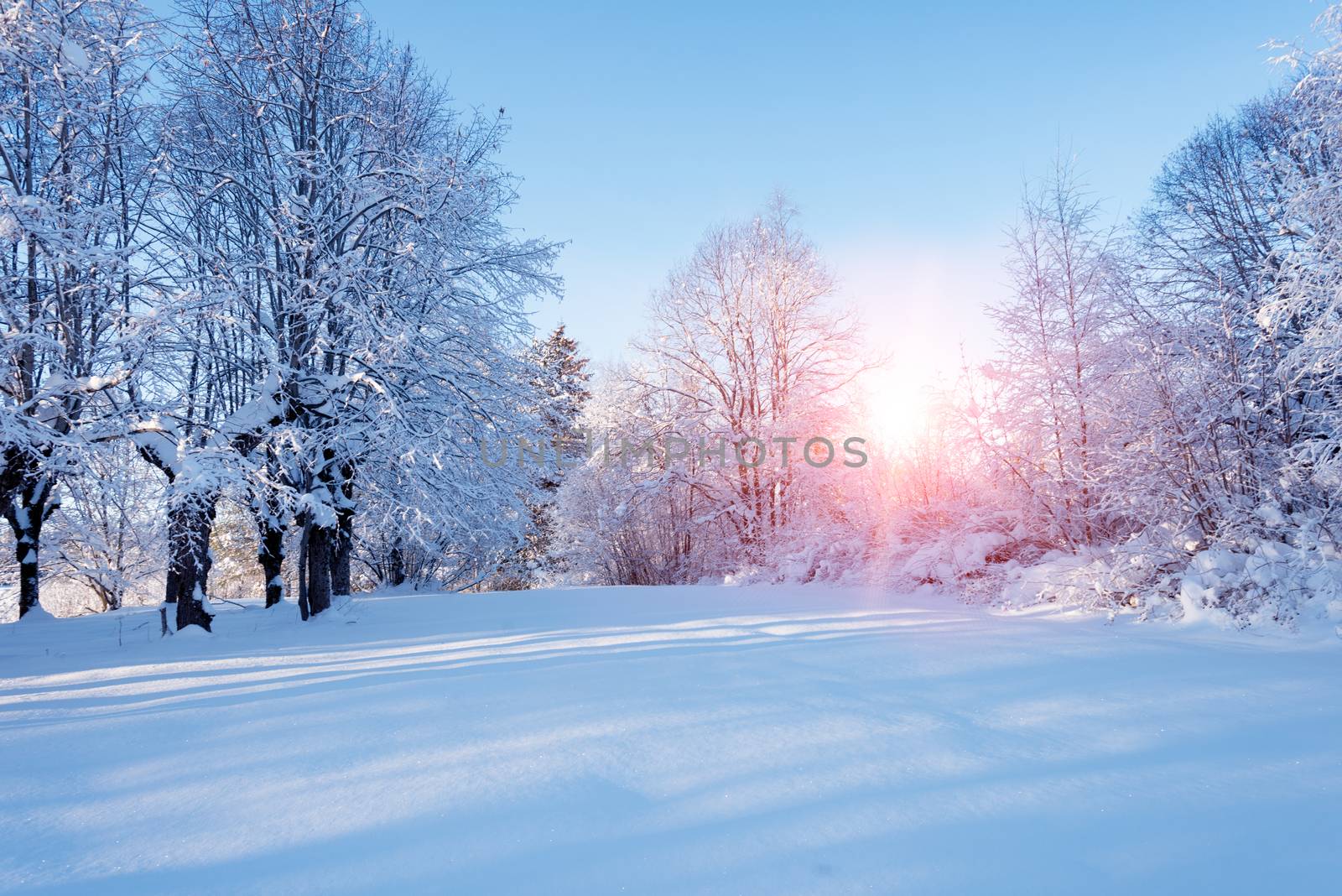 Winter forest by Nanisimova