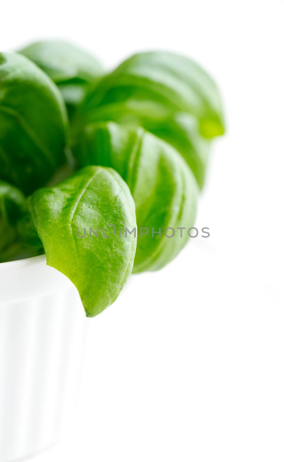 Organic basil plant in the flower pot on the white table