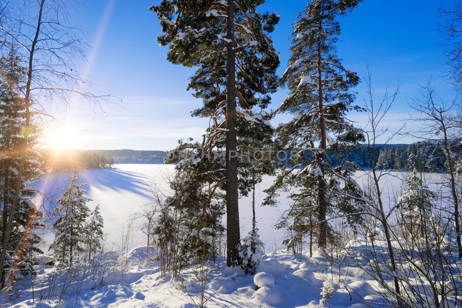 Winter forest by Nanisimova