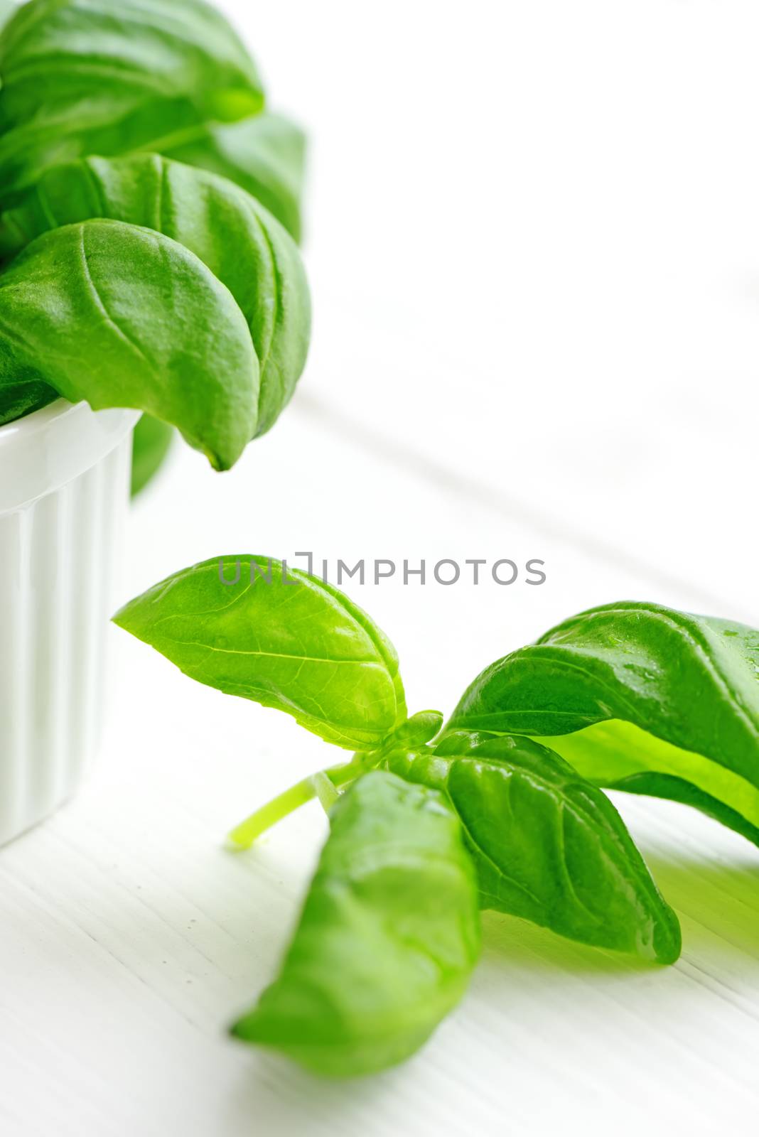 Organic basil plant in the flower pot on the white table