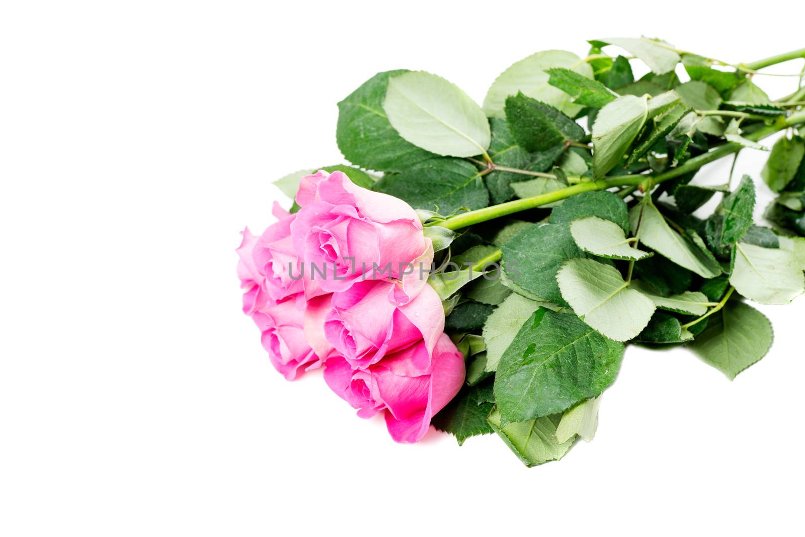 Pink roses isolated on white by Nanisimova