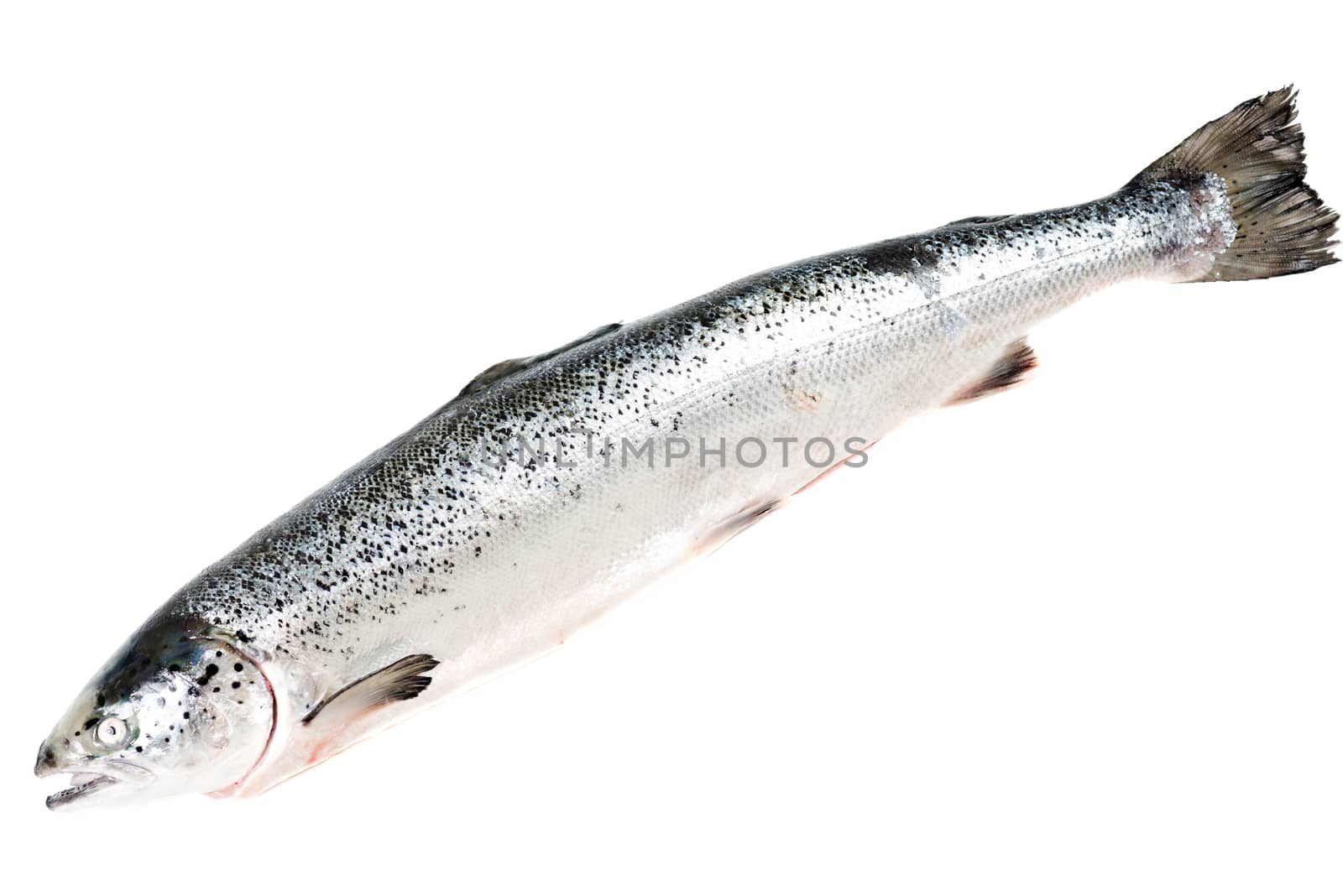 Sea trout isolated on white by Nanisimova