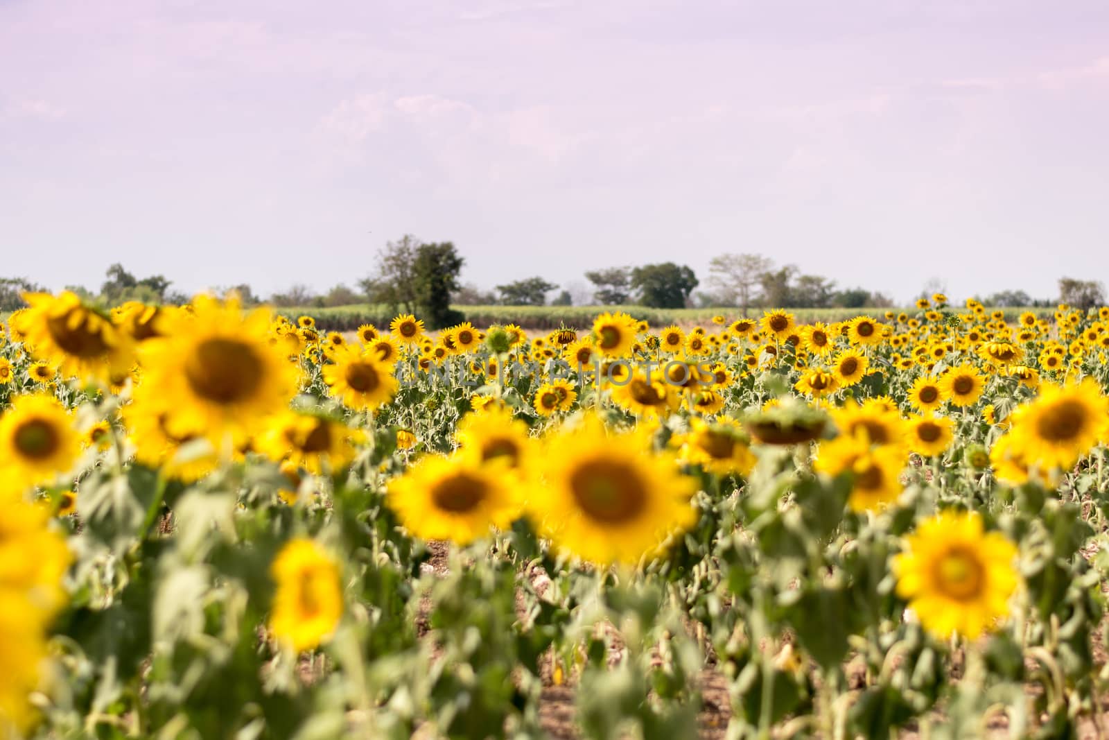 Field of sunflowers with blue sky. A sunflower field at sunset,with vintage filter,selective focus.