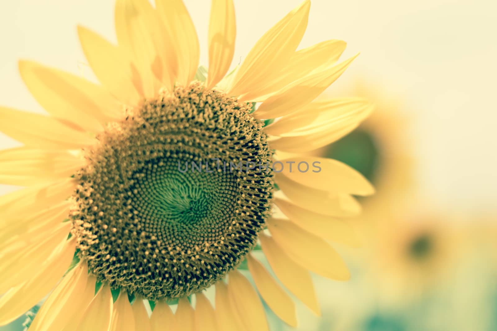 Field of sunflowers with blue sky. A sunflower field at sunset,with vintage filter,selective focus.