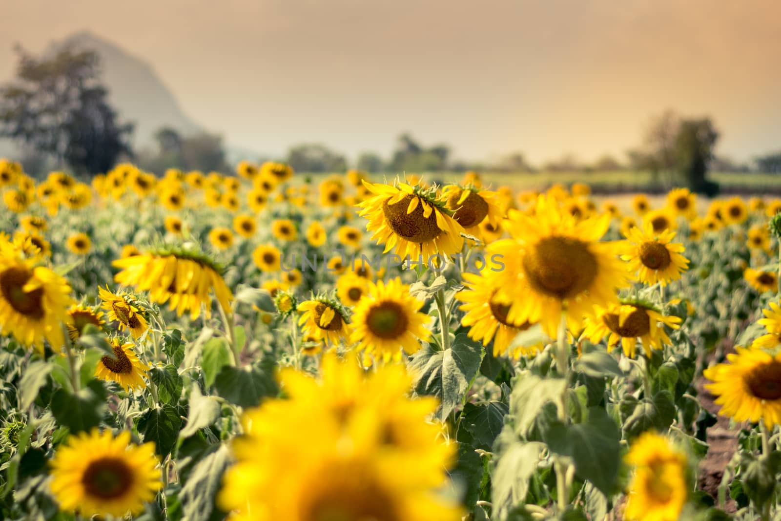 Field of sunflowers with blue sky. A sunflower field at sunset,w by dfrsce