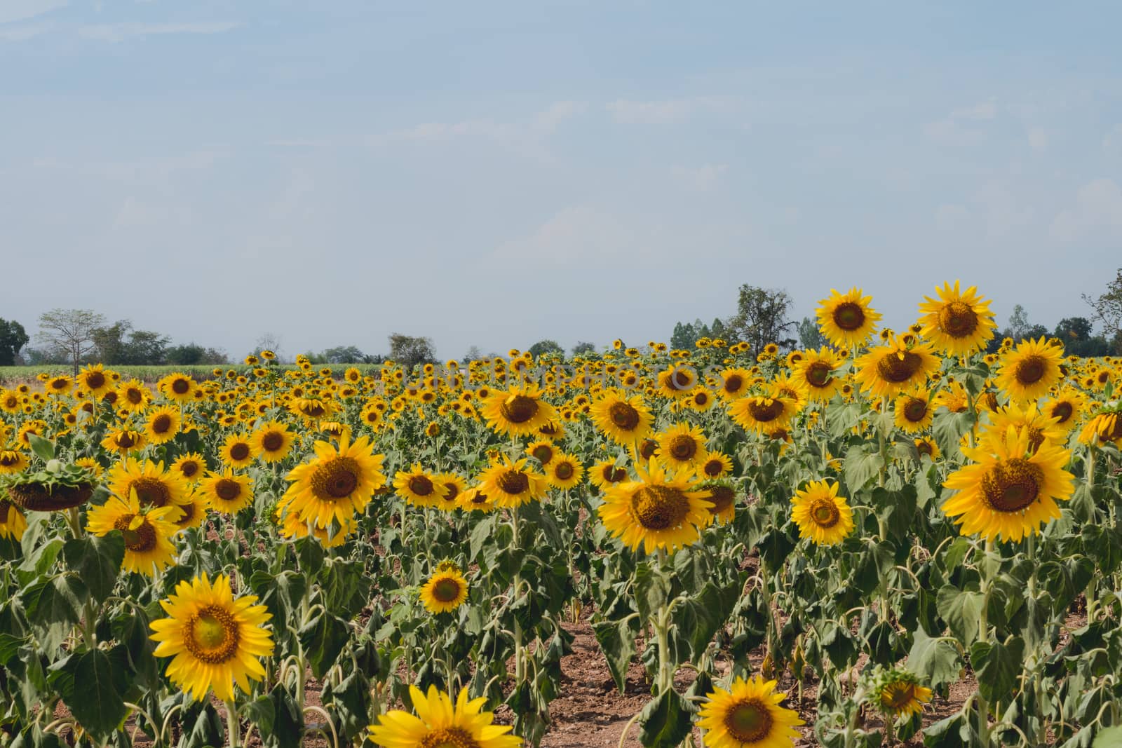 Field of sunflowers with blue sky. A sunflower field at sunset,with vintage filter,selective focus.