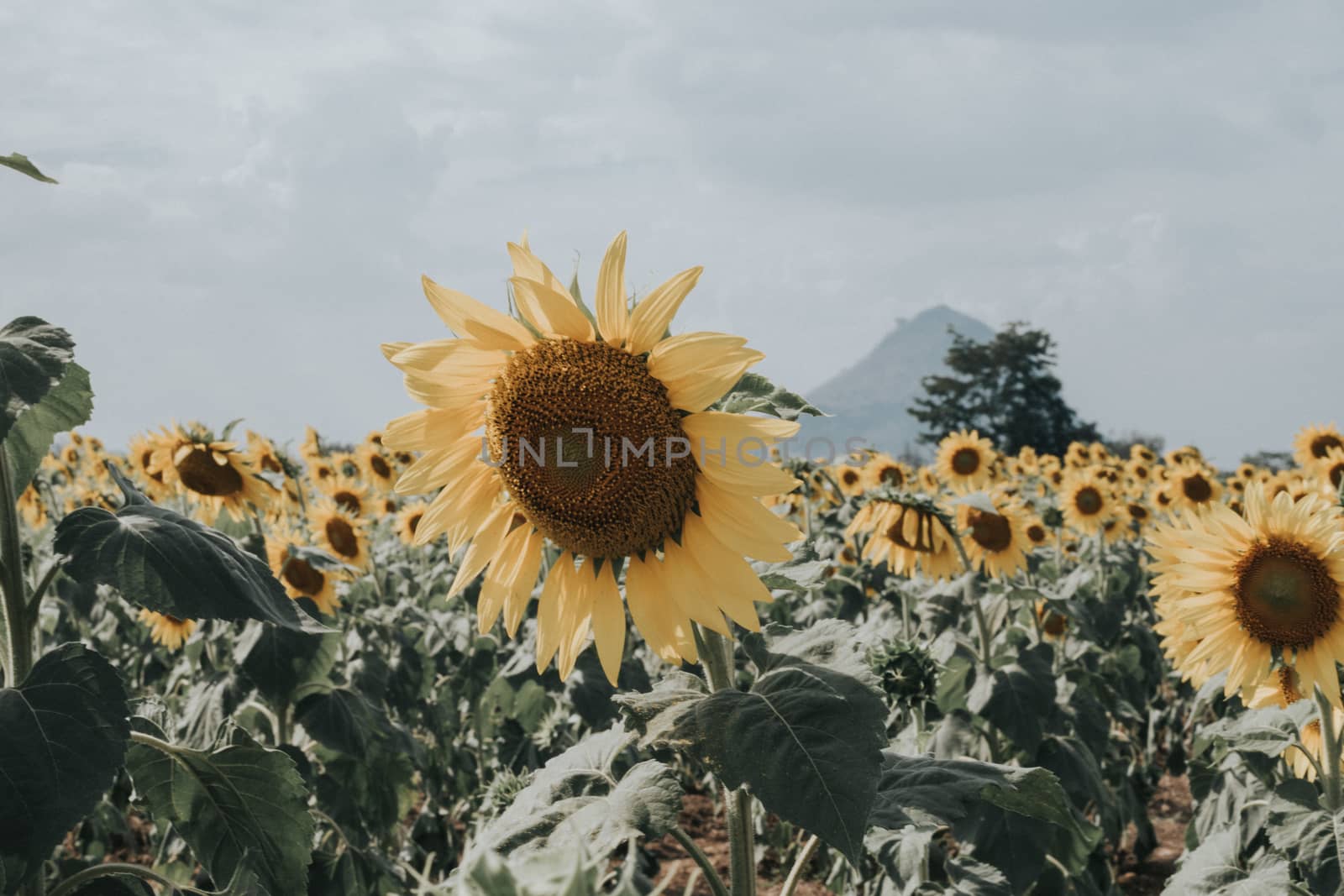 Field of sunflowers with blue sky. A sunflower field at sunset,w by dfrsce