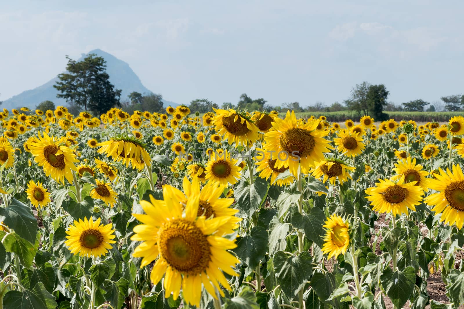 Field of sunflowers with blue sky. A sunflower field at sunset,w by dfrsce