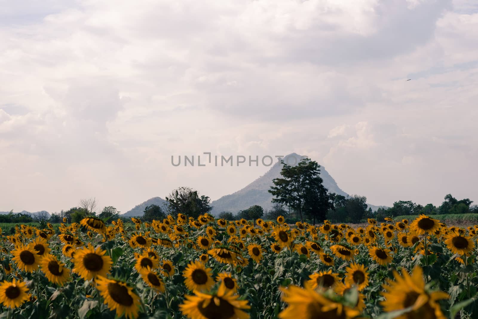 Field of sunflowers with blue sky. A sunflower field at sunset,w by dfrsce