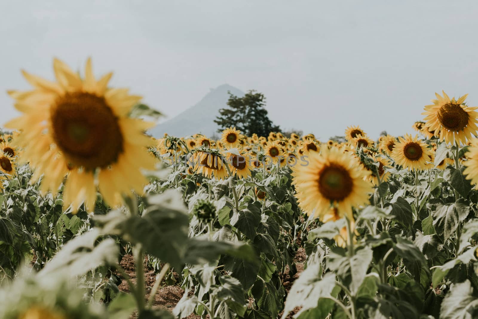 Field of sunflowers with blue sky. A sunflower field at sunset,w by dfrsce