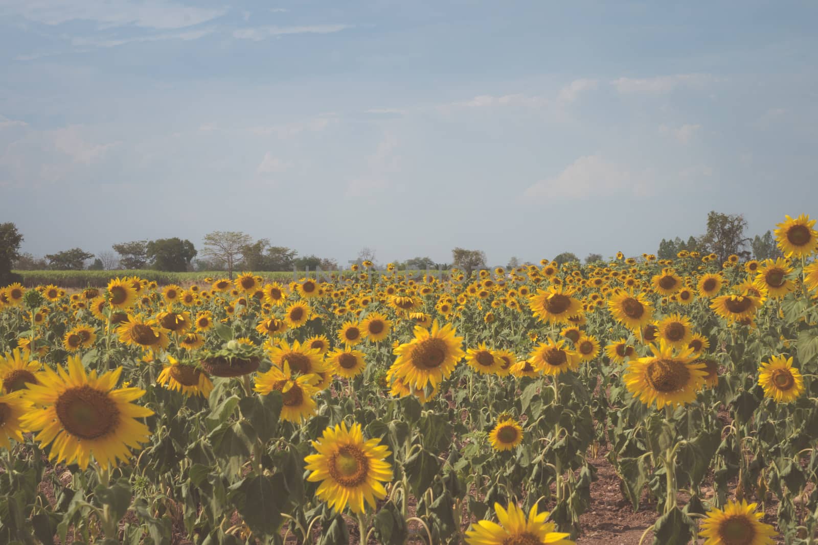 Field of sunflowers with blue sky. A sunflower field at sunset,w by dfrsce