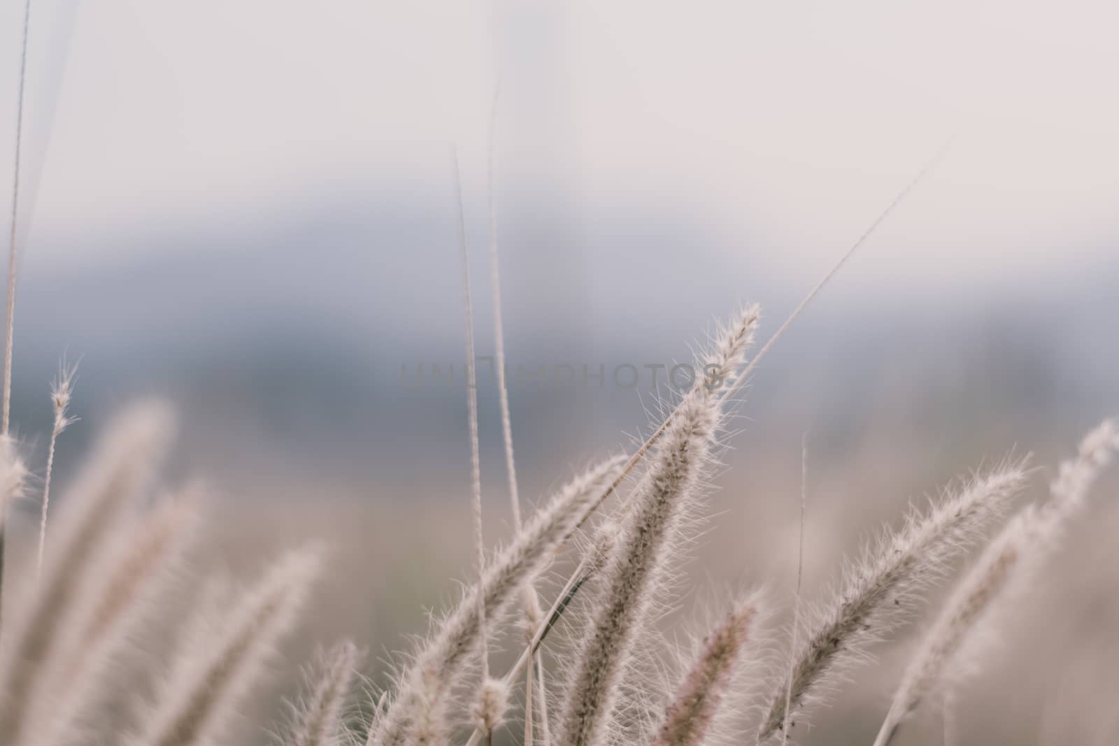 beautiful grass flower background ,selective focus.