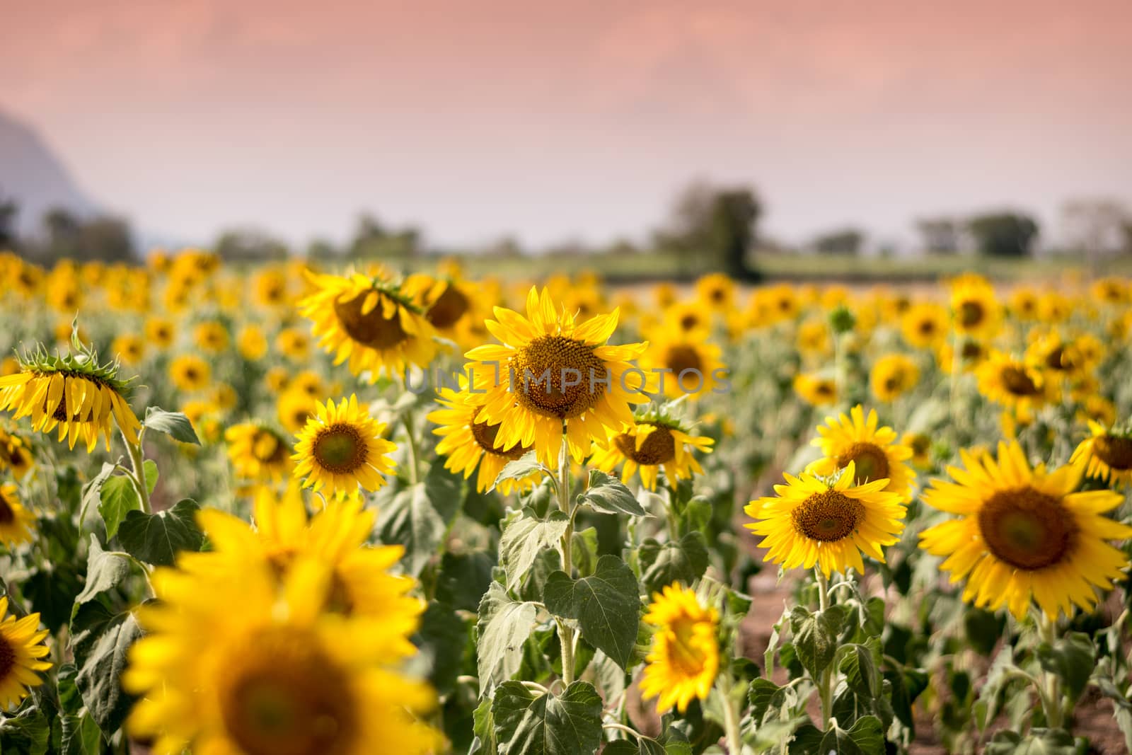 Field of sunflowers with blue sky. A sunflower field at sunset,with vintage filter,selective focus.
