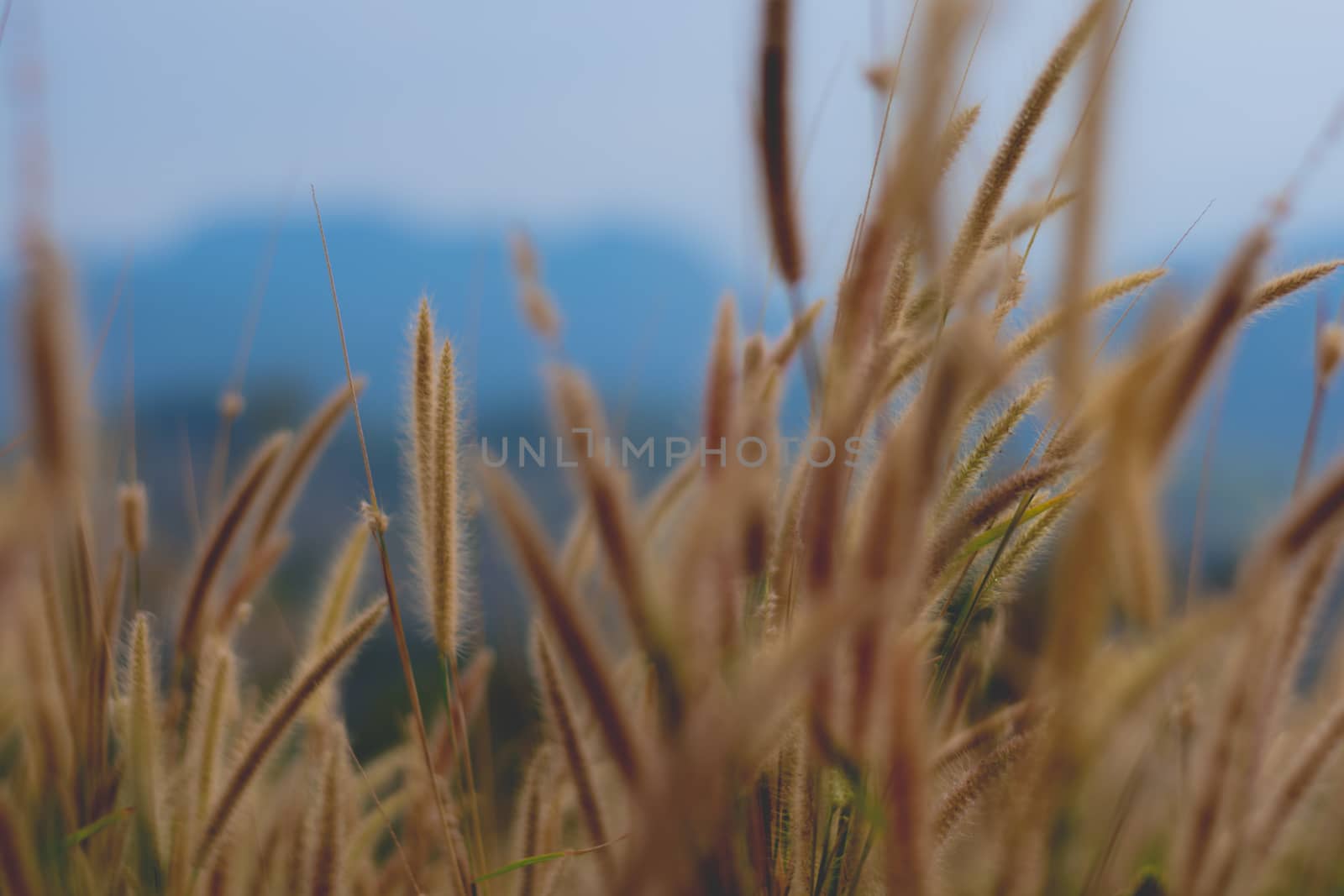 beautiful grass flower background ,selective focus.