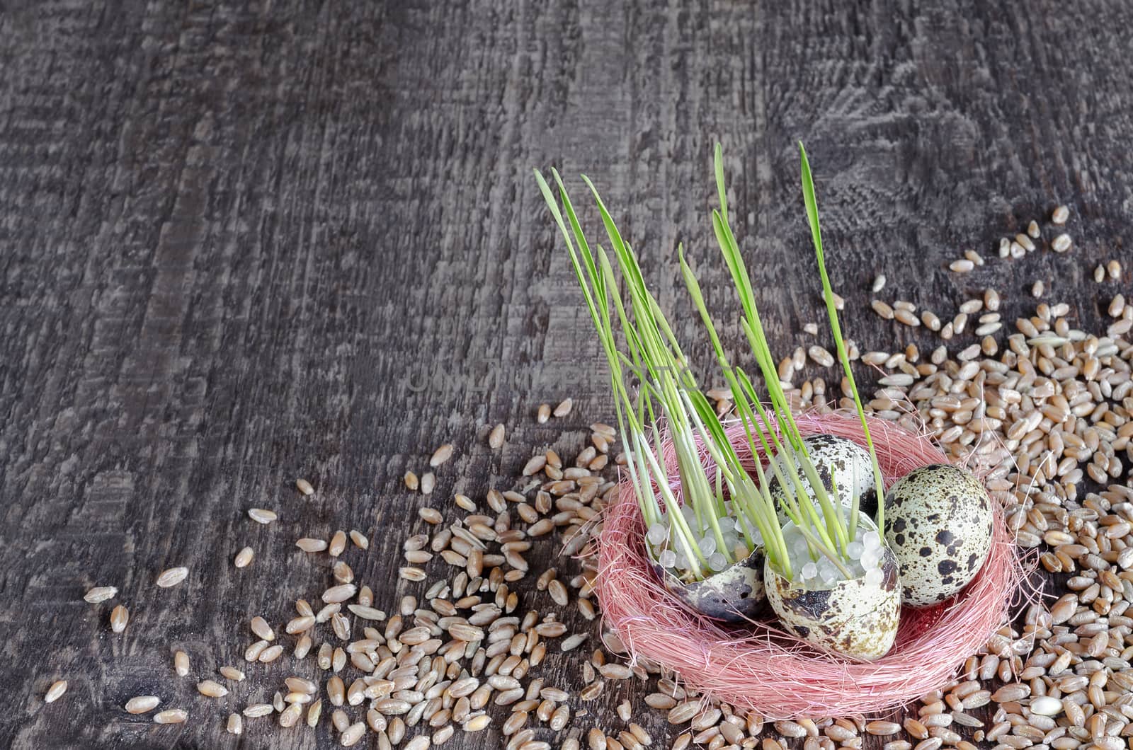 Background of old wood surface with quail eggs, sprouts and wheat grain by Gaina