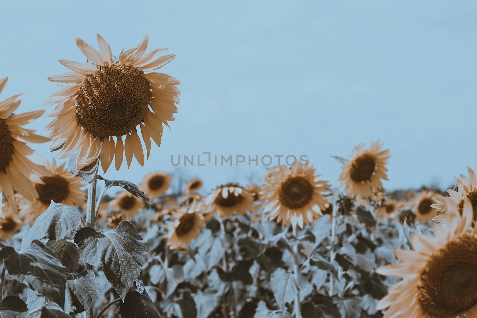 Field of sunflowers with blue sky. A sunflower field at sunset,with vintage filter,selective focus.