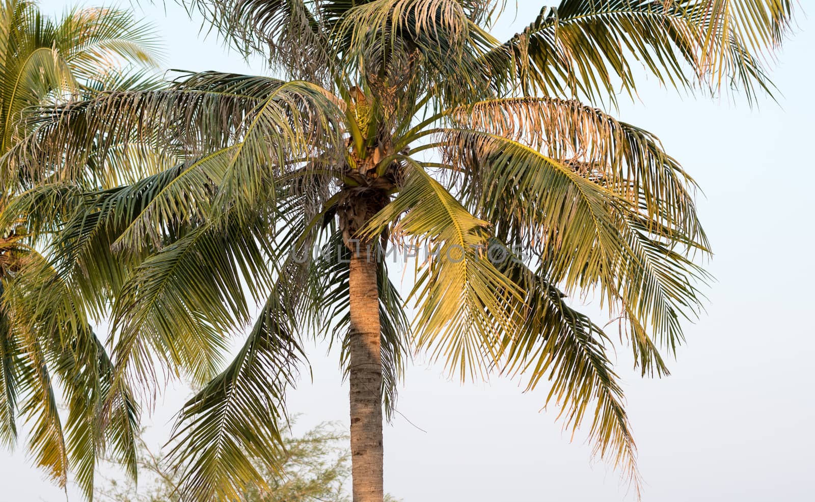 coconut palm tree on blue sky in Thailand. by dfrsce