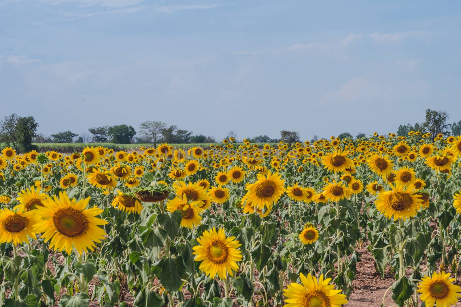 Field of sunflowers with blue sky. A sunflower field at sunset,w by dfrsce