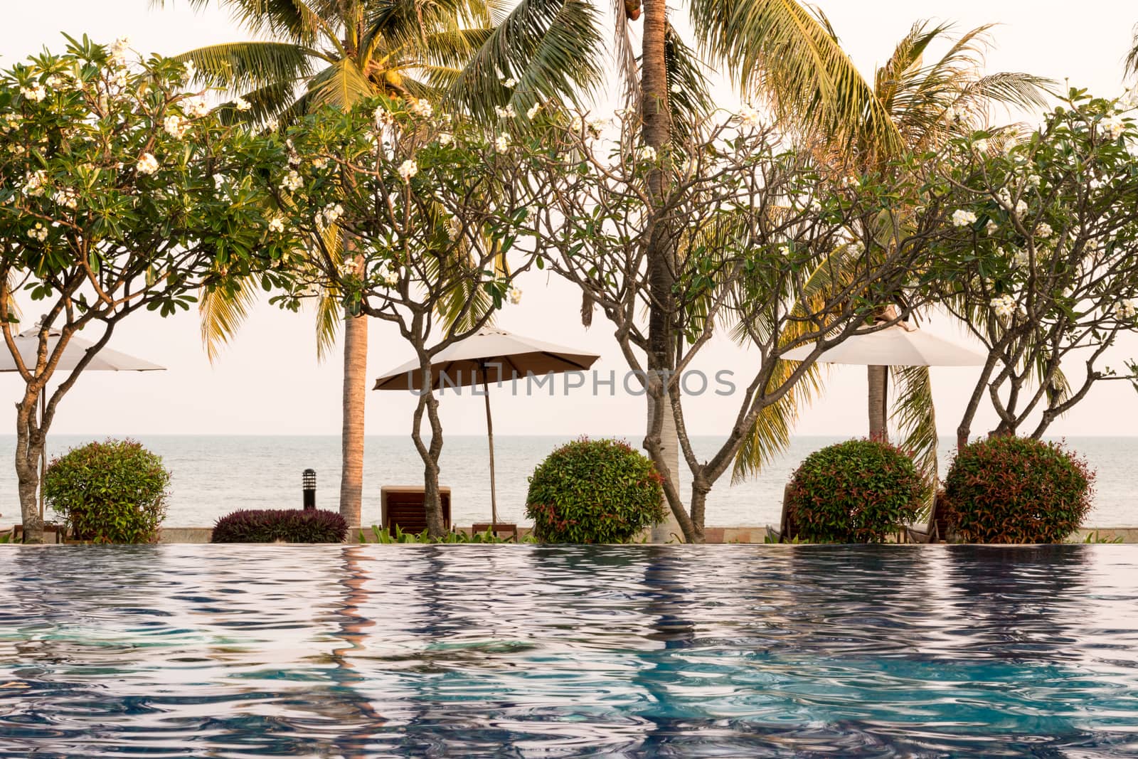 Coconut tree and chair around outdoor swimming pool in hotel res by dfrsce