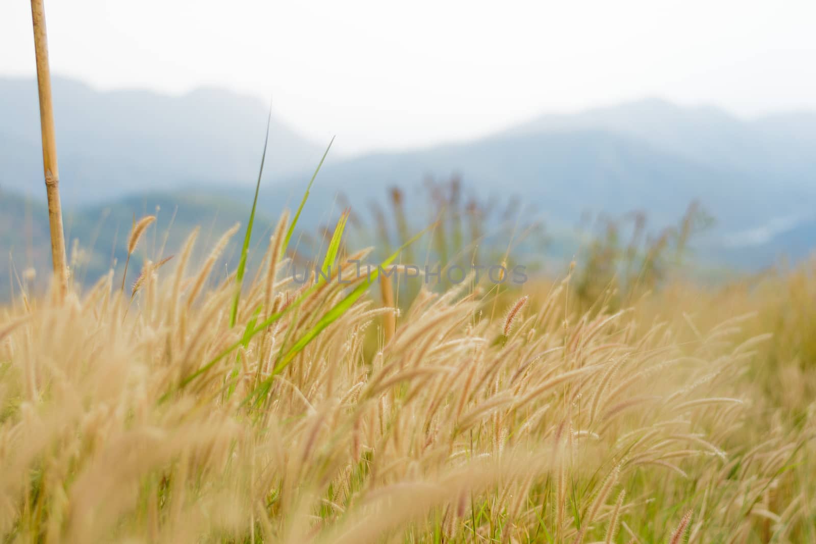beautiful grass flower background ,selective focus by dfrsce