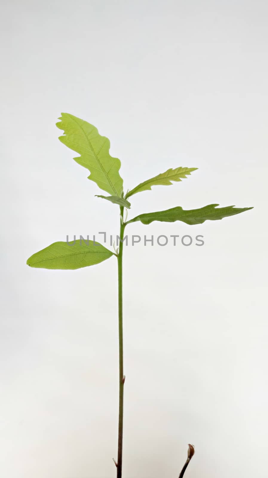 Young plant of oak seedling from acorn isolated on white