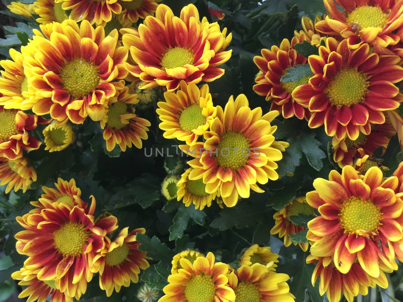 Background of yellow flowers chrysanthemums beautiful garden.