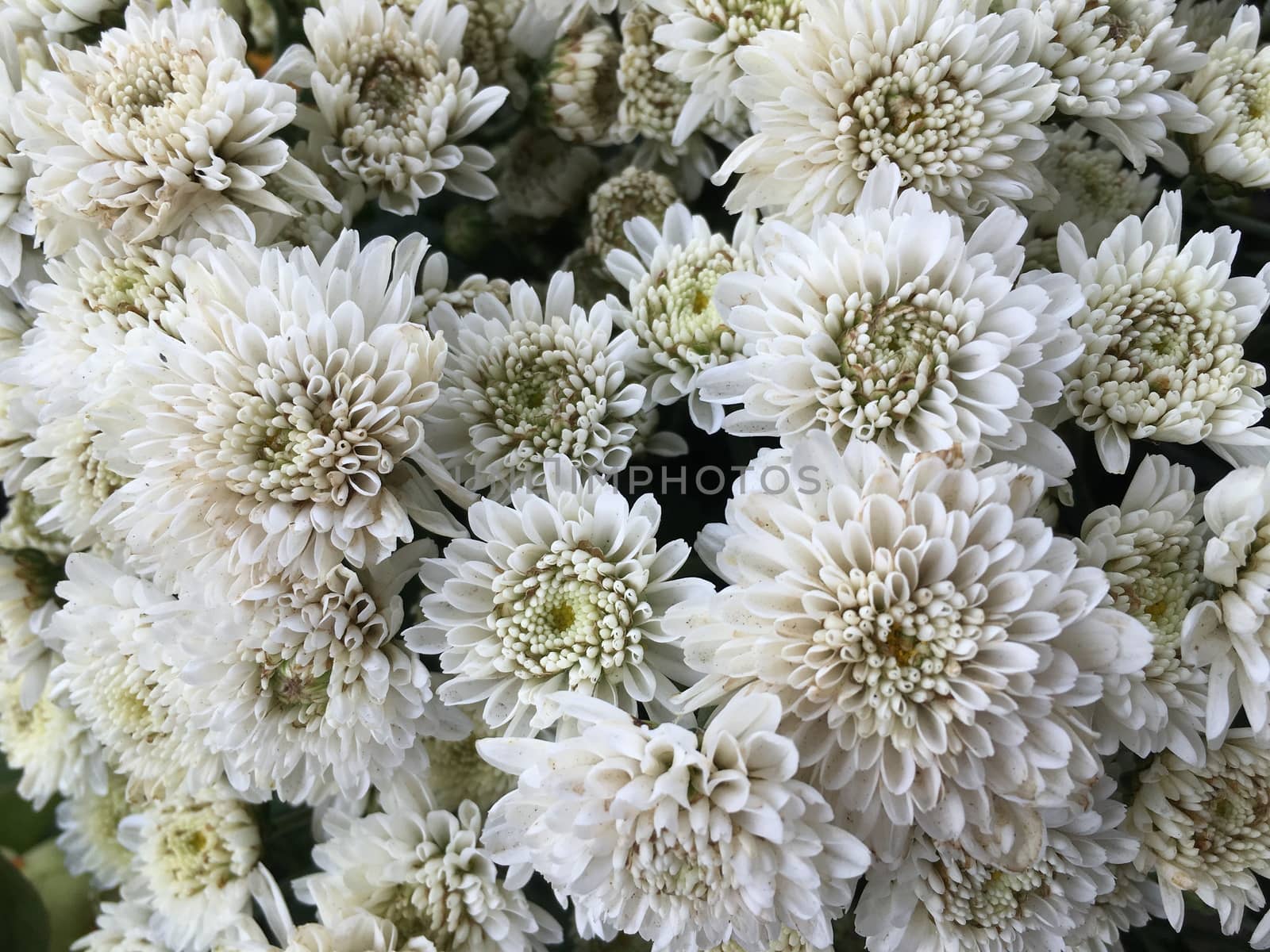 Close up of white flowers chrysanthemums, beautiful garden.