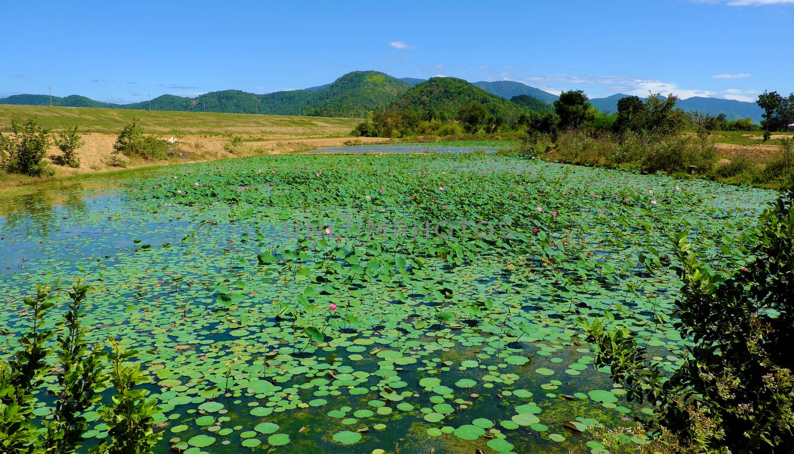 Wonderful landscape at Vietnamese countryside on summer day, wide lotus pond with green leaf under blue sky, mountain far away make nice scene for Vietnam travel 