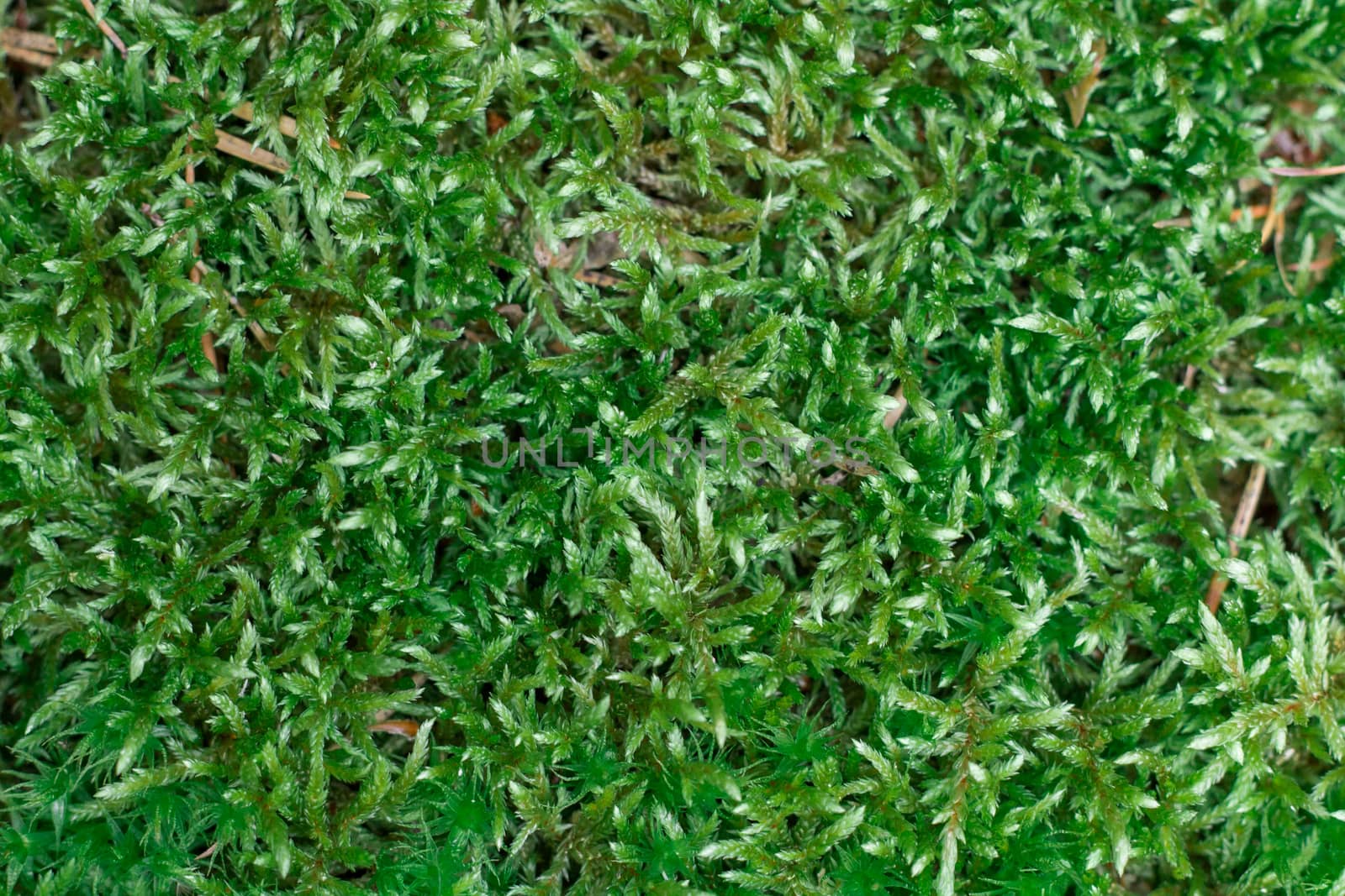 Woodland ground green chunky pilose juicy moss background
